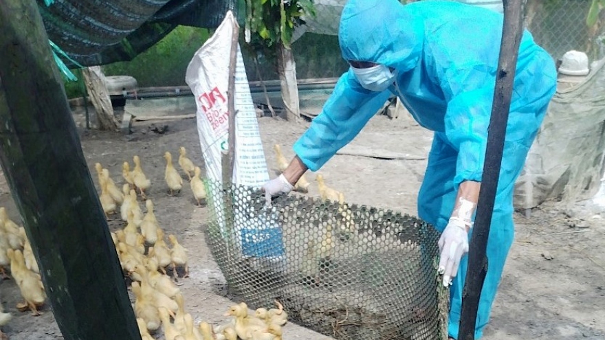 Avian influenza H5N1 epidemic breaks out in Quang Tri